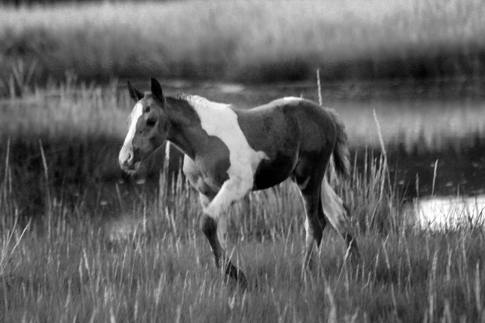 1pony6692bwsmall.jpg