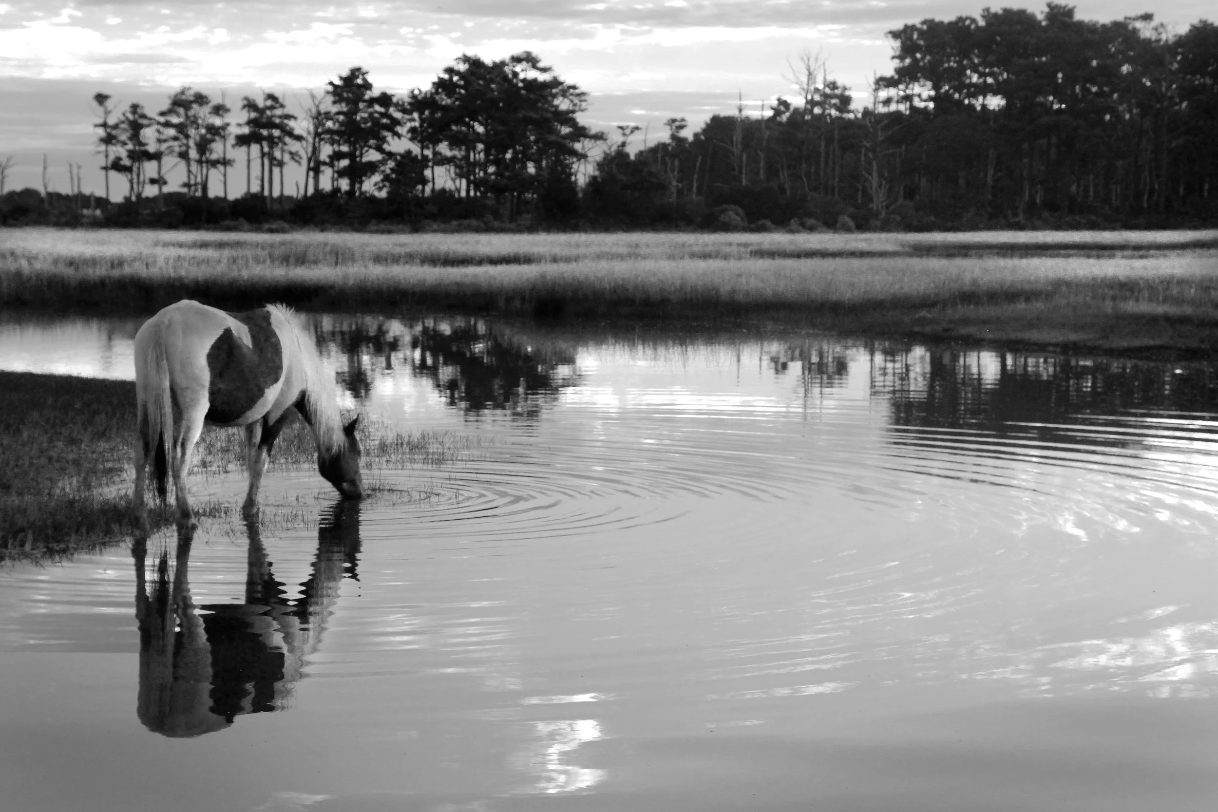 1pony6717.jpg