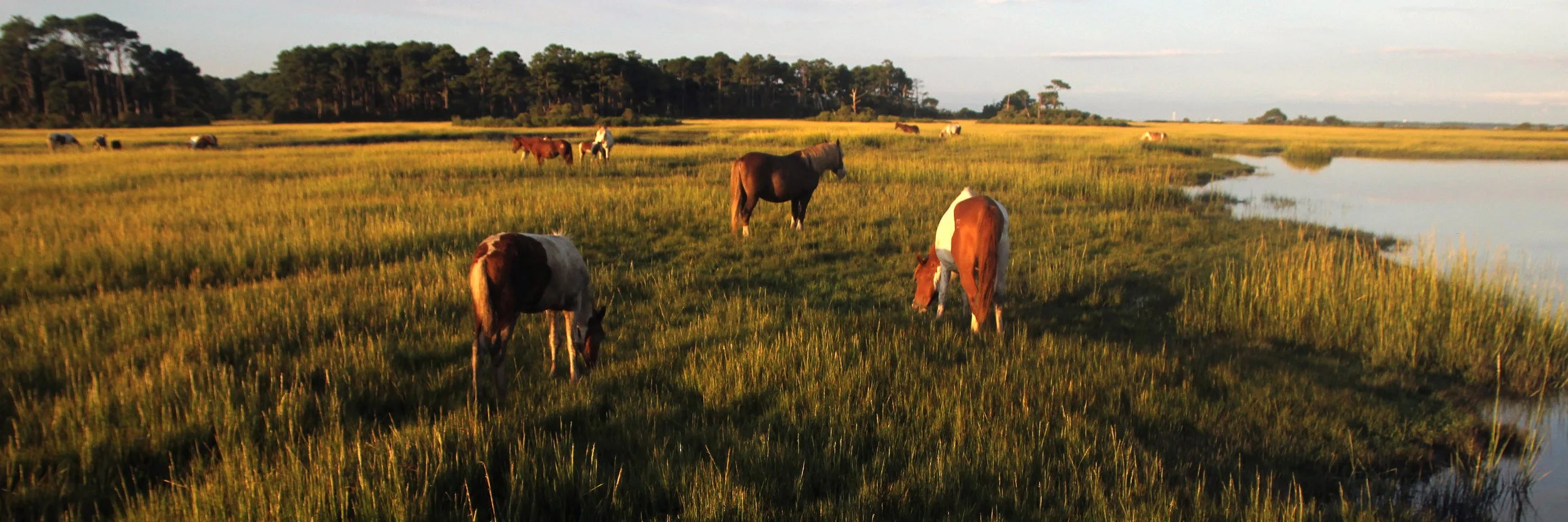 1pony6820.jpg