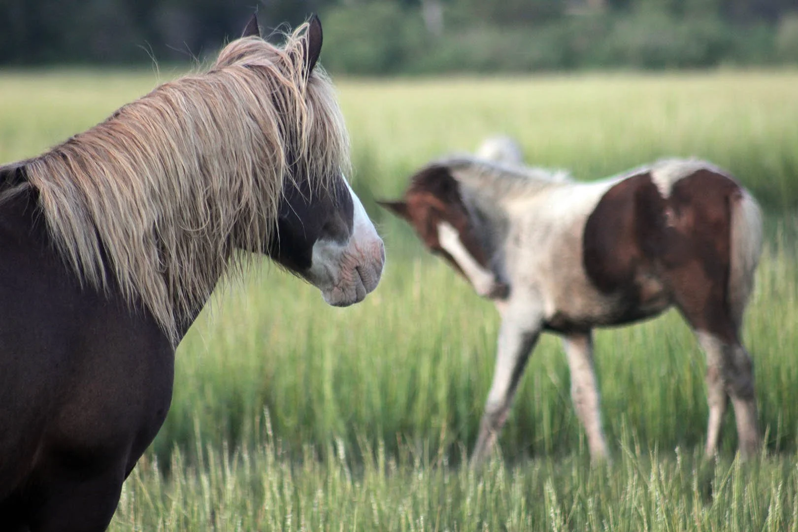 1pony6844small.jpg