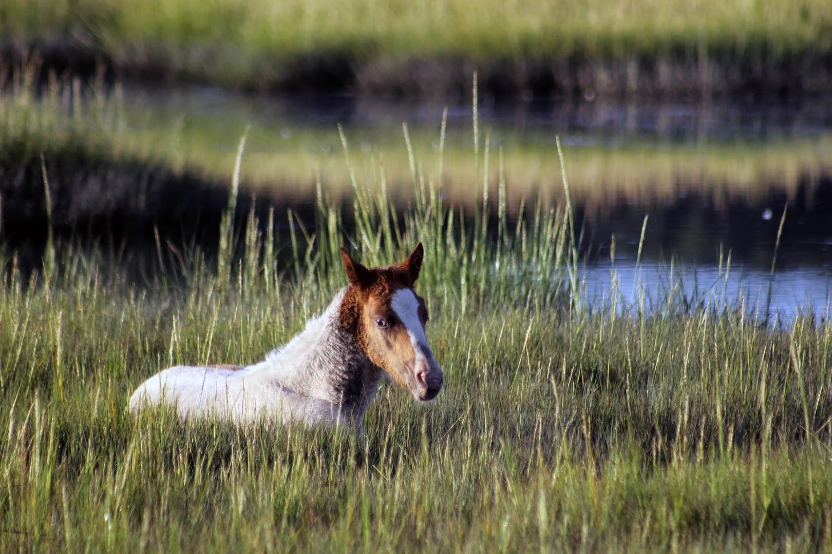 1pony6918colorsmall.jpg
