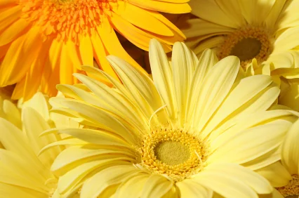 iStock_000006267401_ExtraSmall.jpg