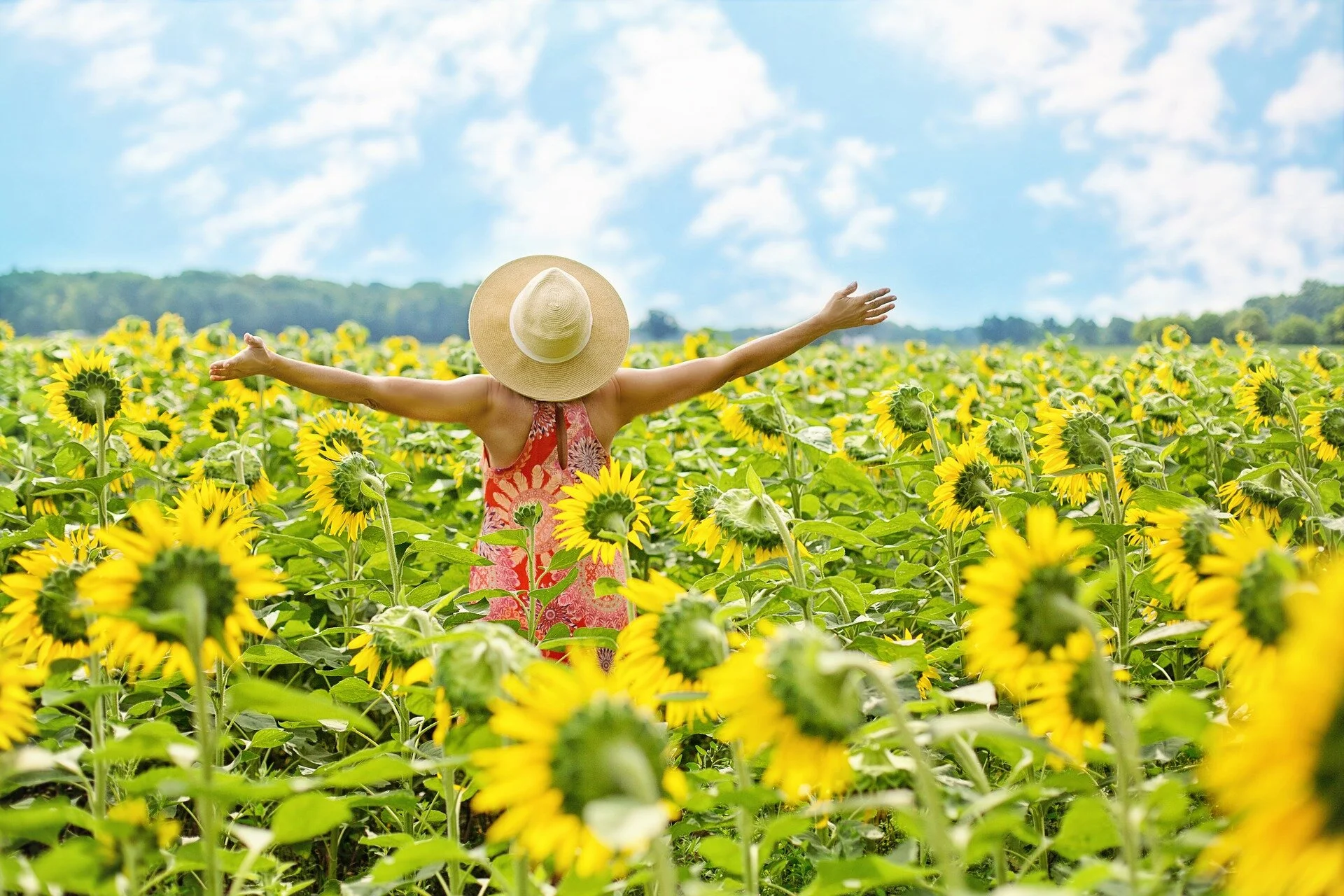 sunflowers-3640938_1920.jpg