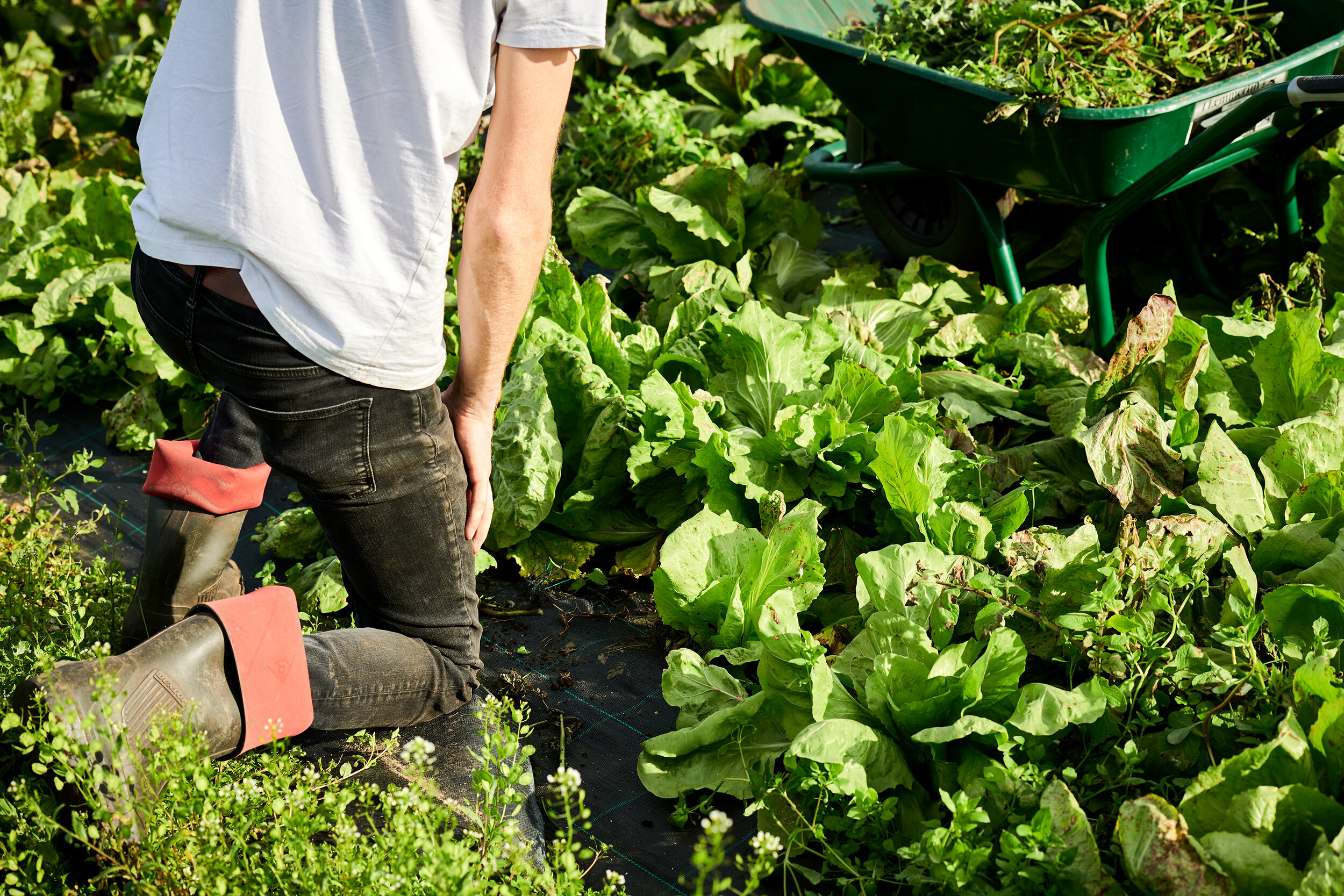 Man working on an urban farm - commercial photography