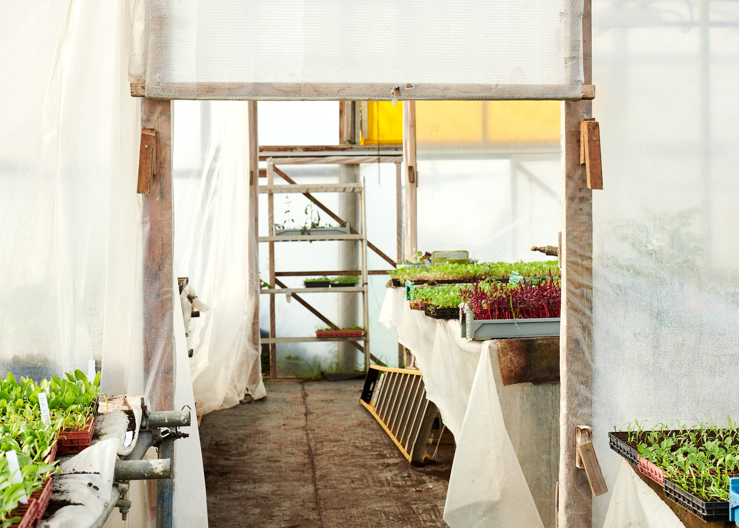 Farm Polytunnels by advertising photographer Holly Pickering