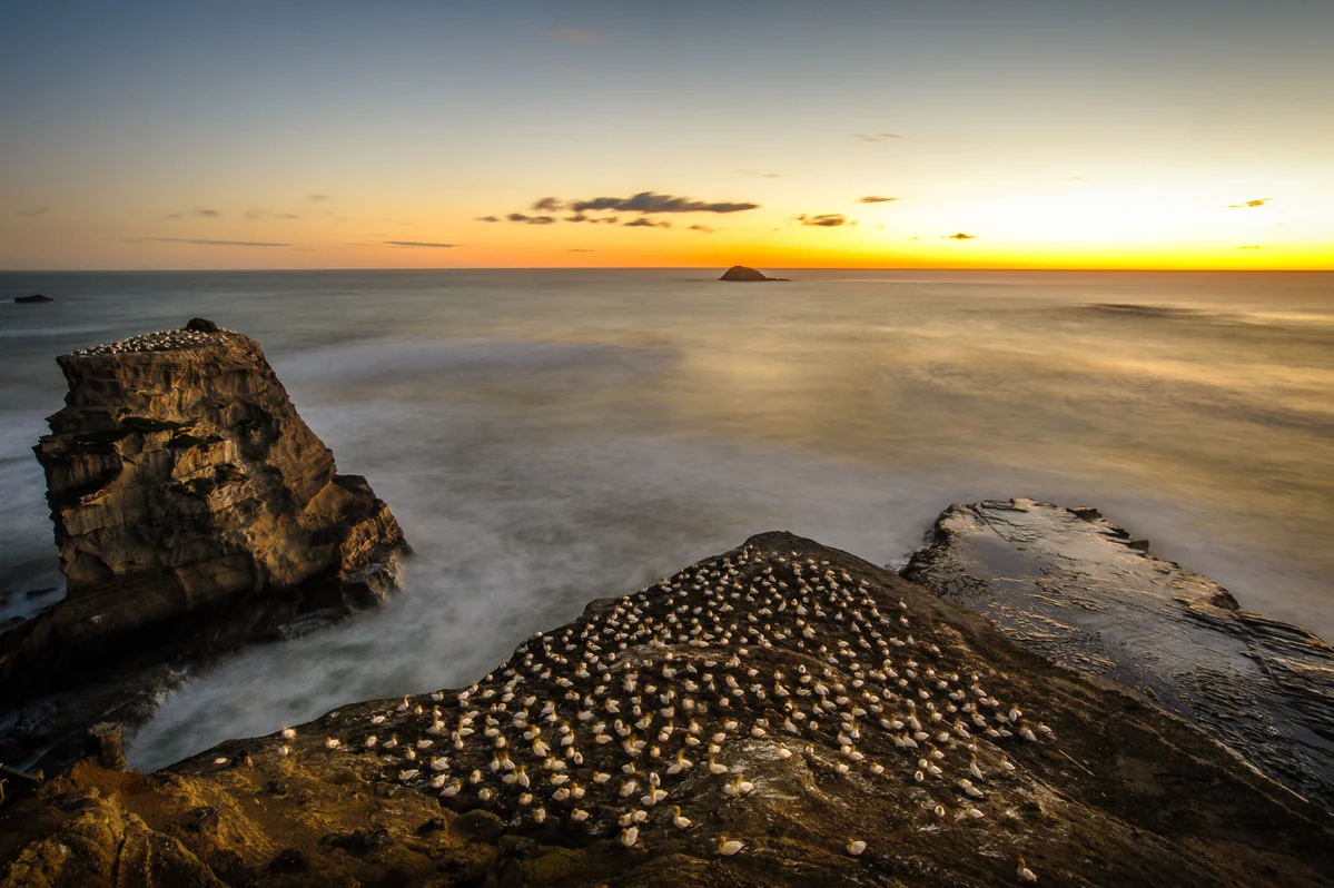 Gannet colonies in the setting sun at Maori Bay. Click to see big!