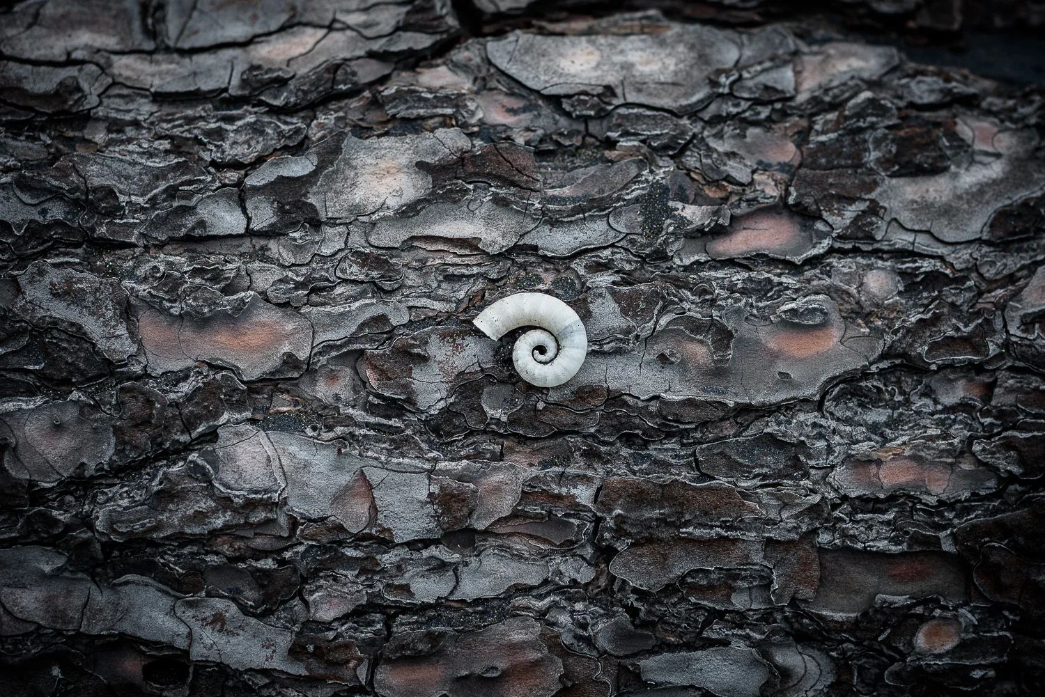 150315-NZ-Muriwai-28-1500.jpg