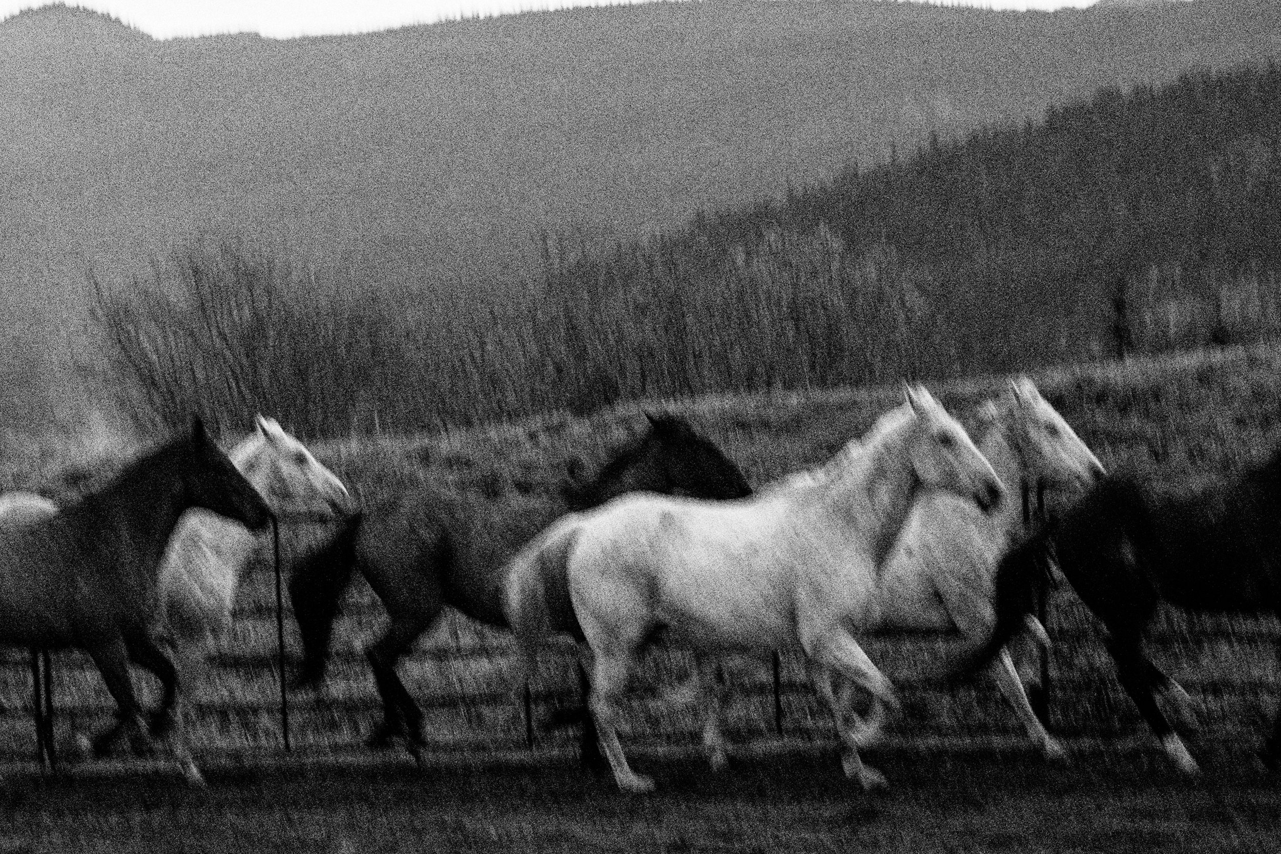 Blurry Horses.jpg