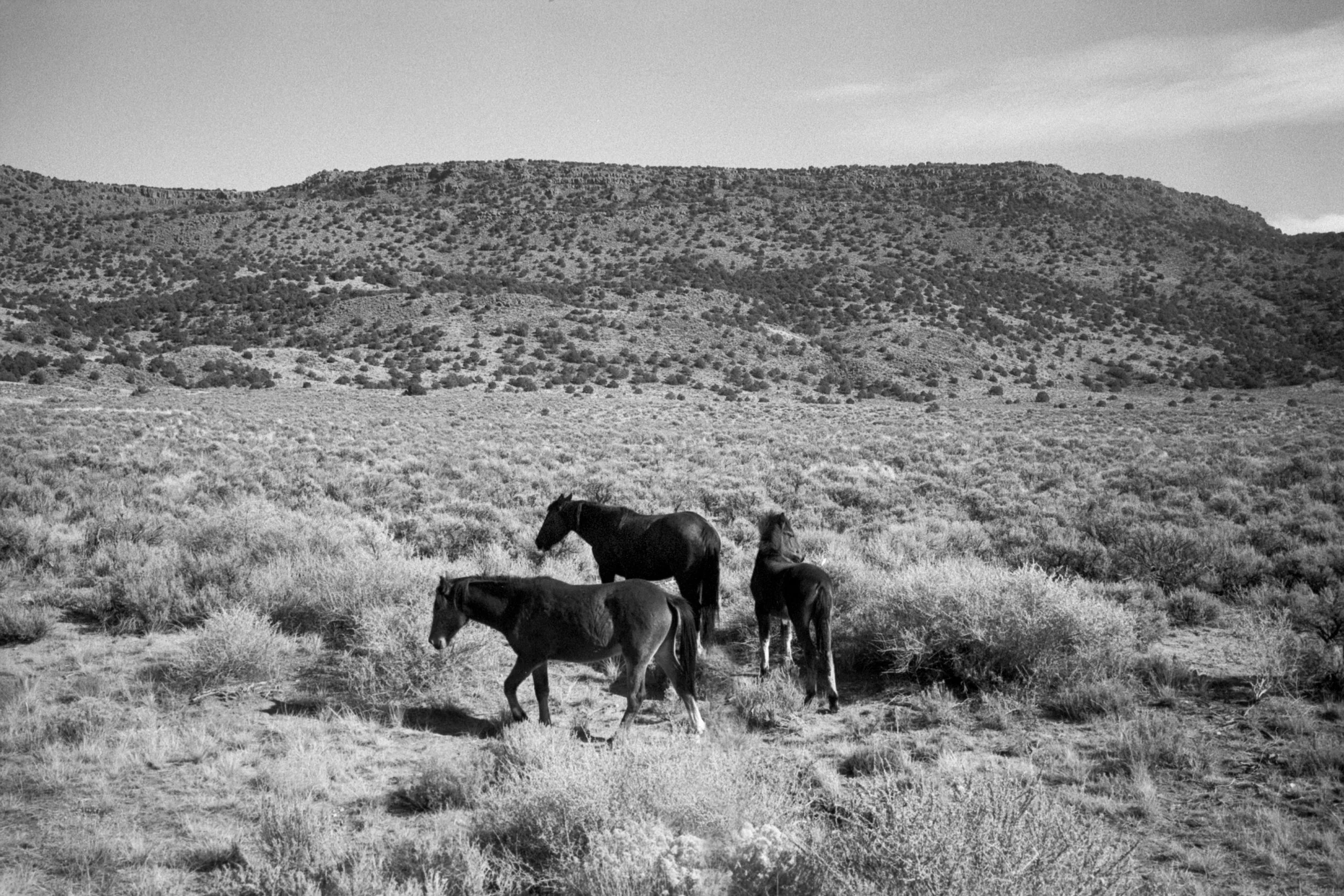 TAOS 2.jpg
