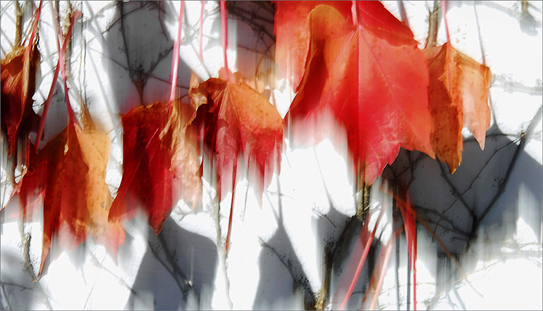 Autumnal Vine, 2008