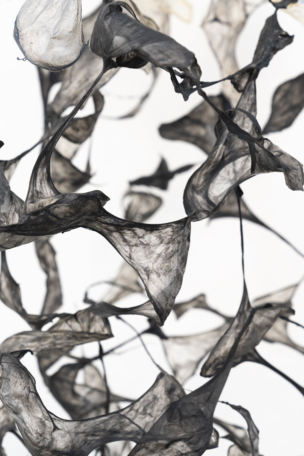 Detail, Sinew 1
Gut and pigment

Photo: Rob Strong