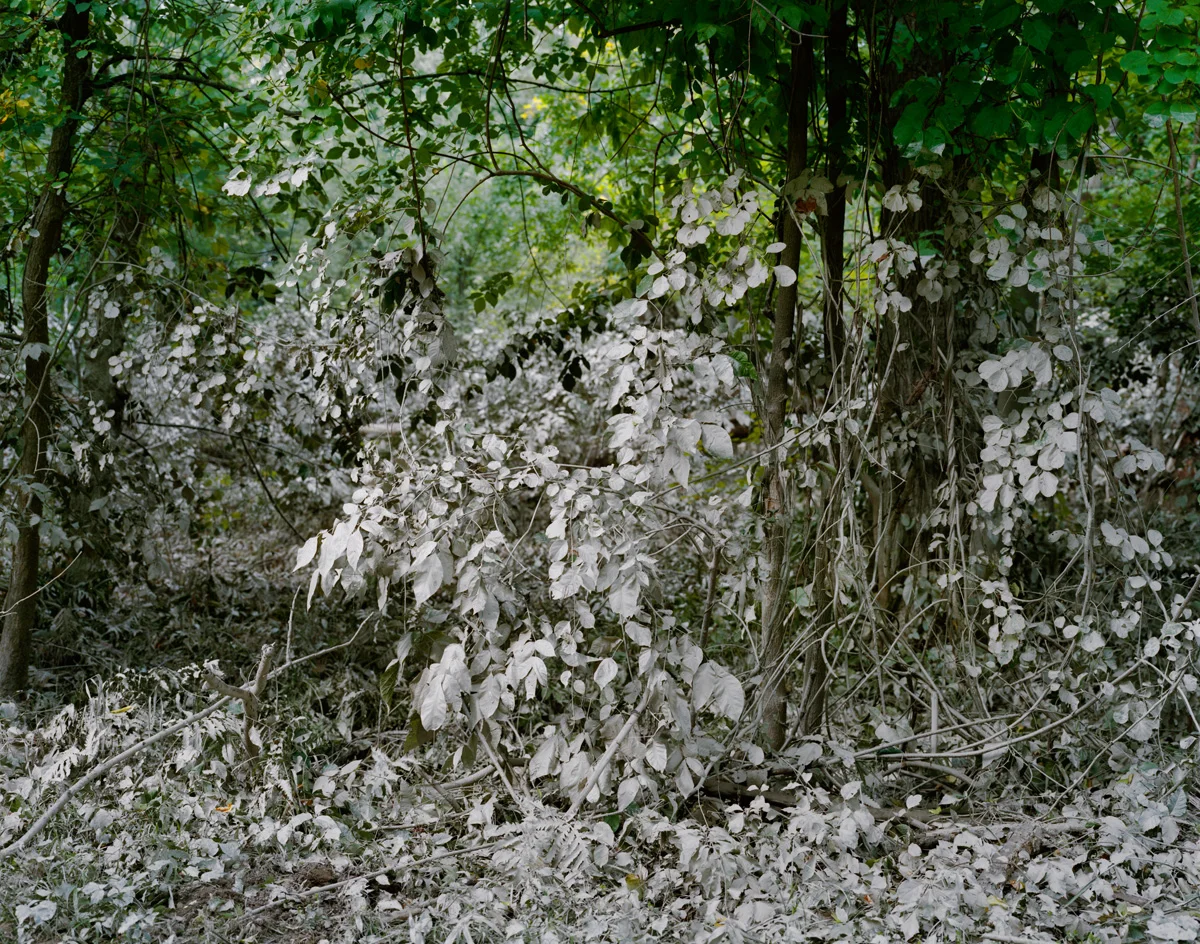 After the Flood, Hadley MA 2011: Hurricane Irene