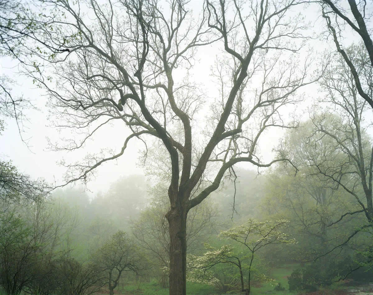 Arnold Arboretum: Boston MA, 2013