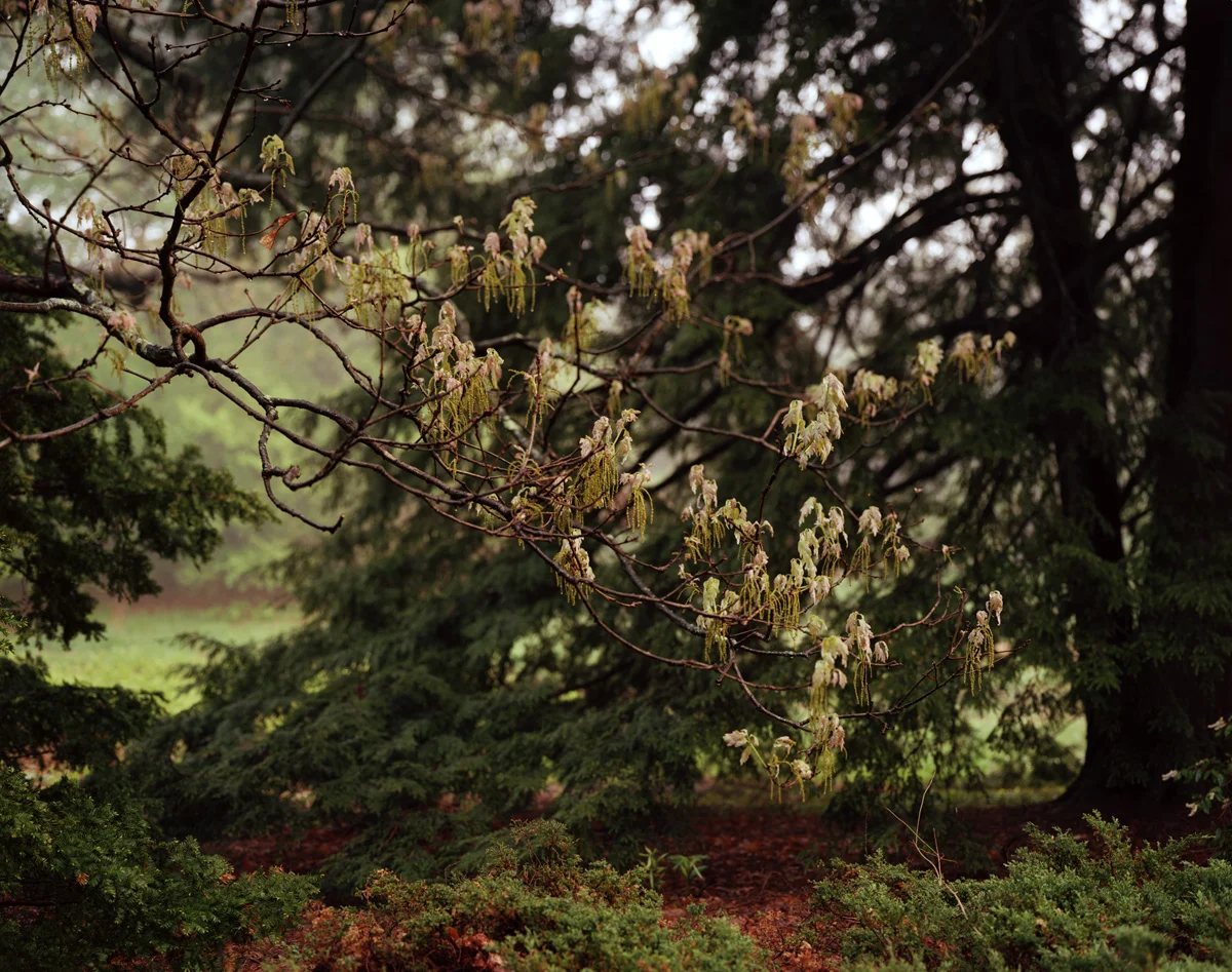 Arnold Arboretum