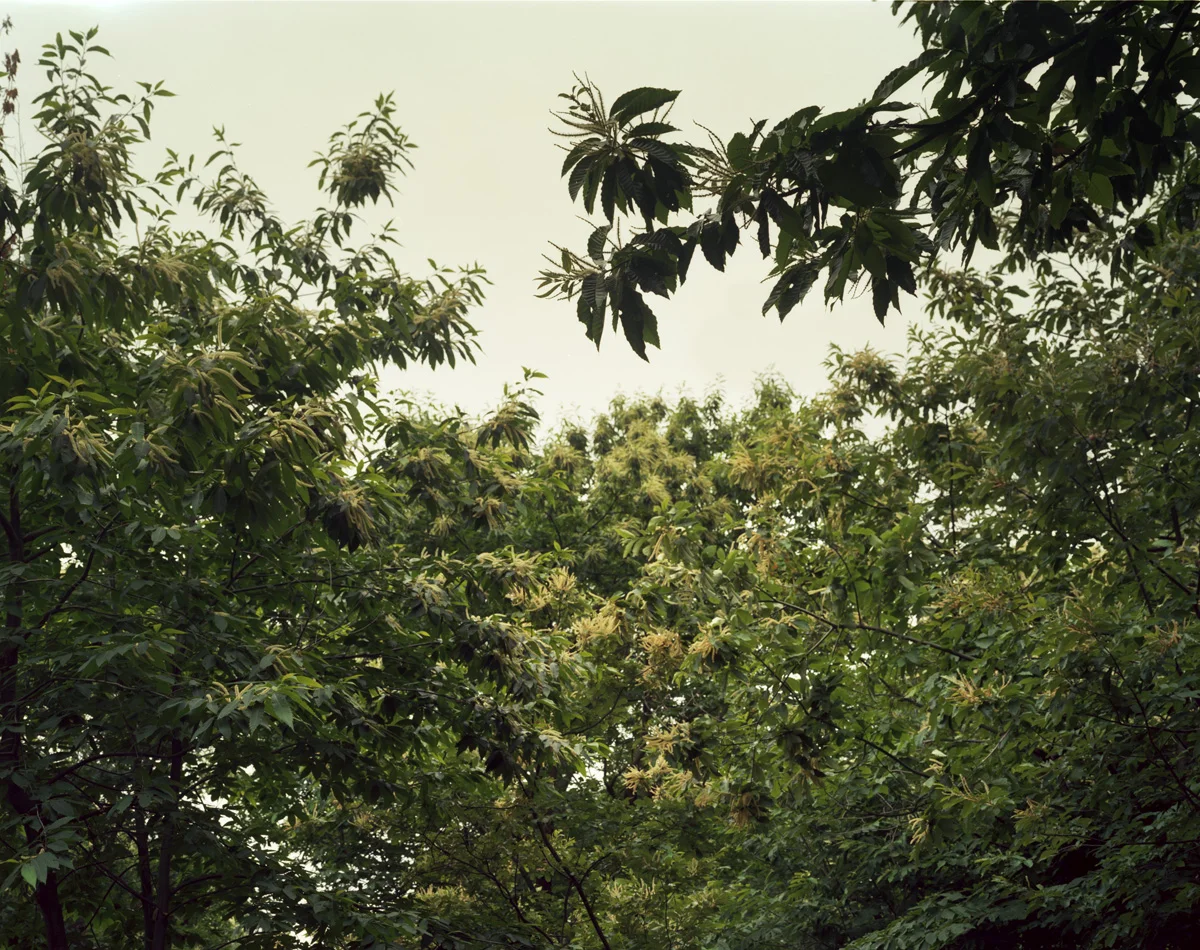 Arnold Arboretum