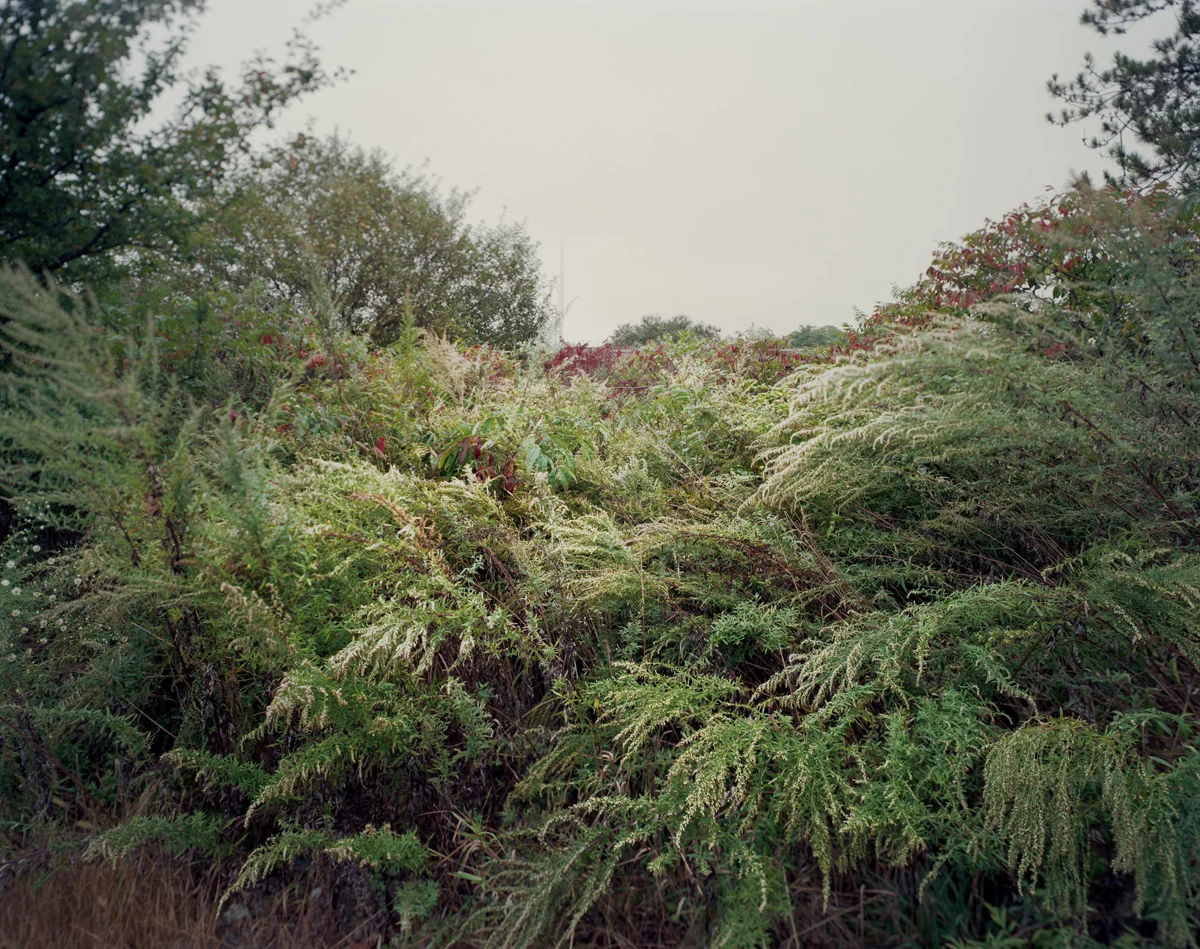 Needham MA, 2012