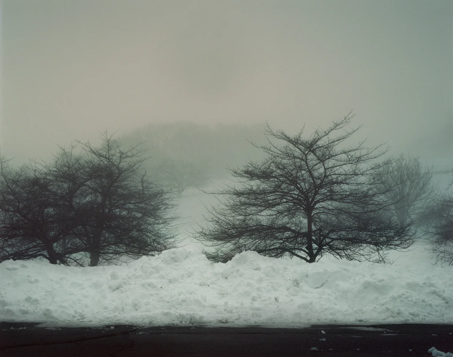 Arnold Arboretum