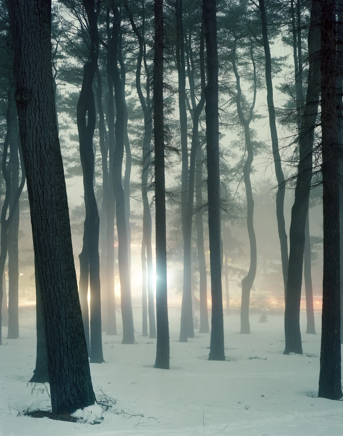 Arnold Arboretum