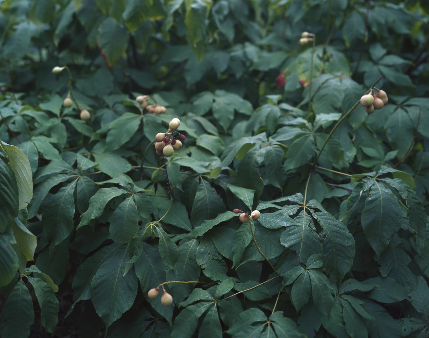 Arnold Arboretum