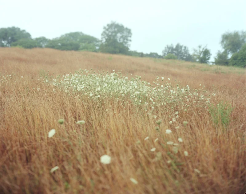 Arnold Arboretum