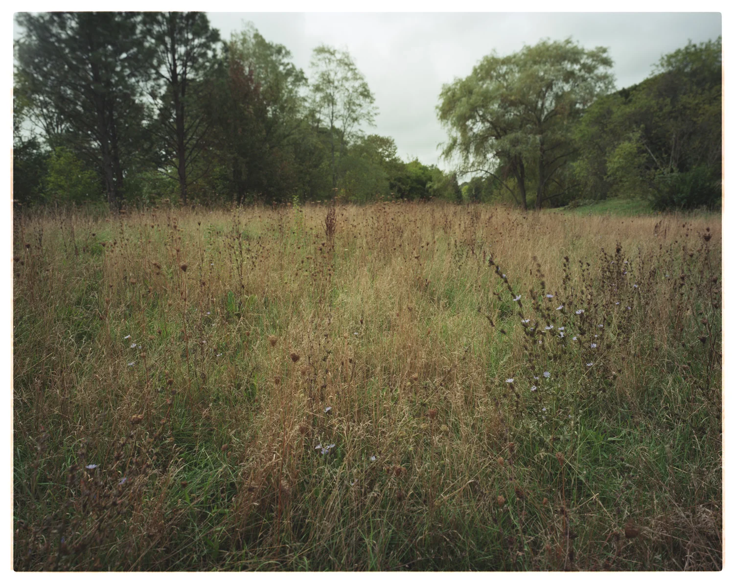 Arnold Arboretum