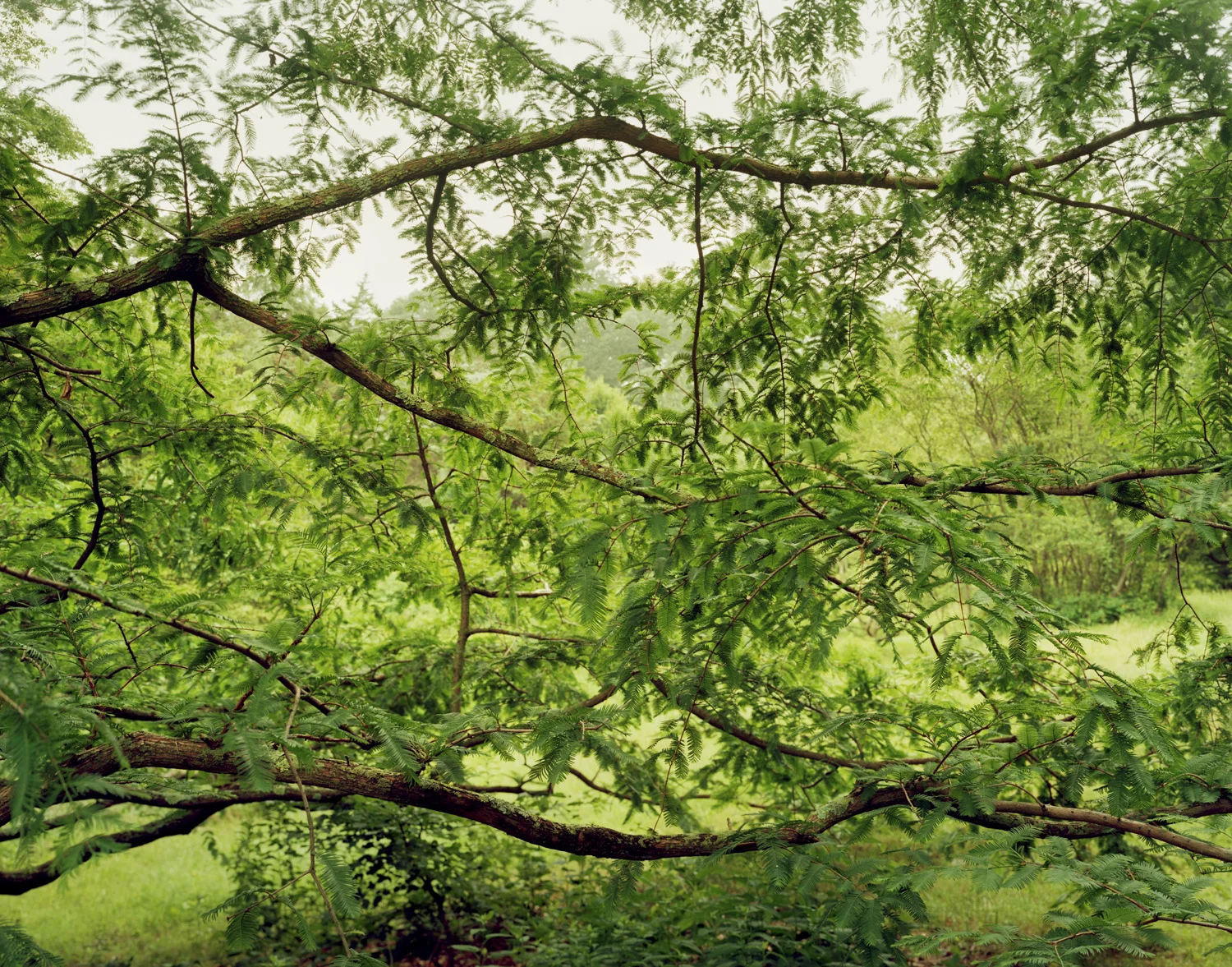 Arnold Arboretum