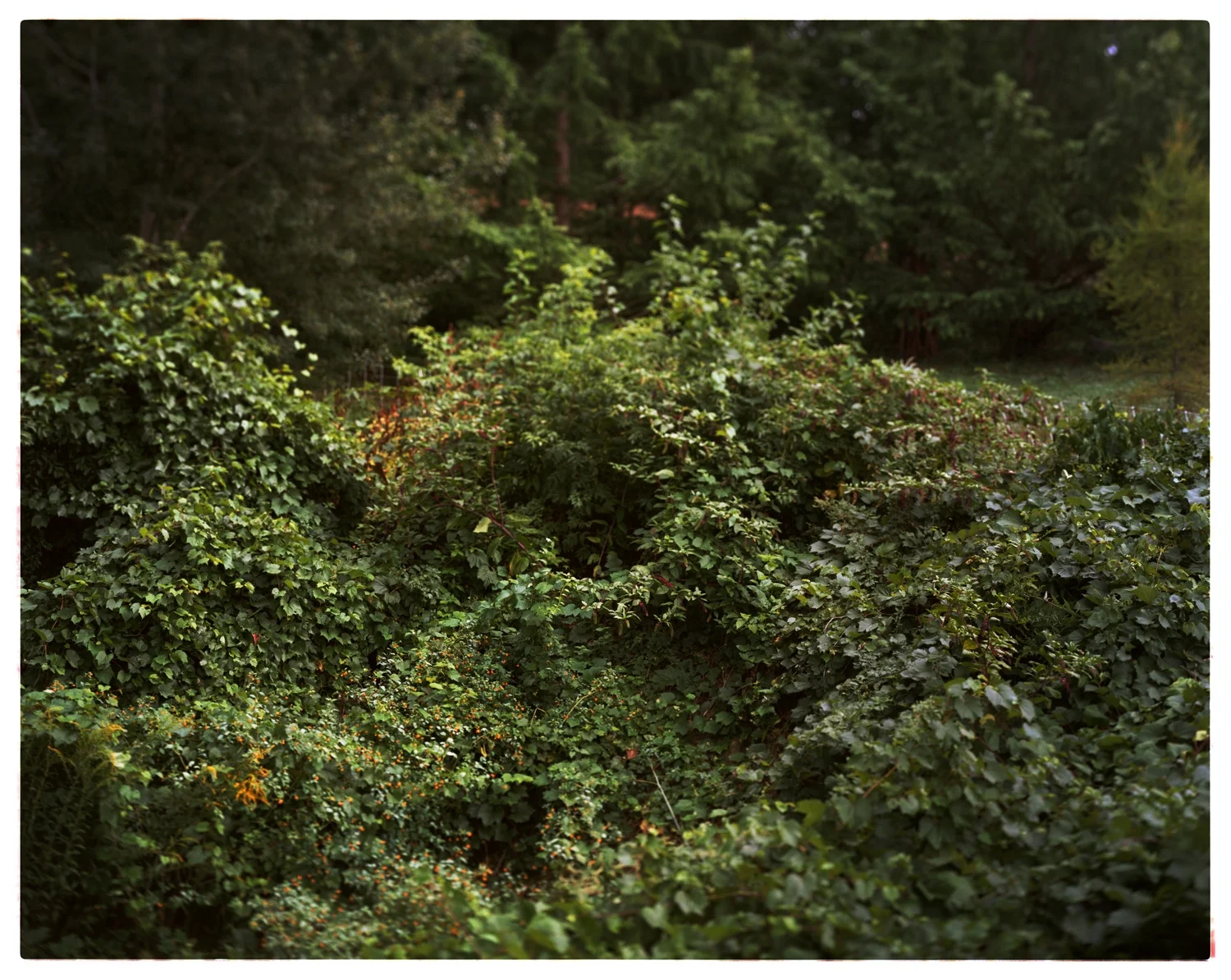 Arnold Arboretum