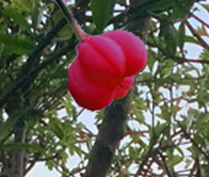 spindle berry Ballinahown.jpg