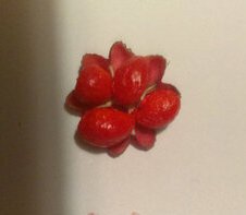 spindle berries (1).jpg