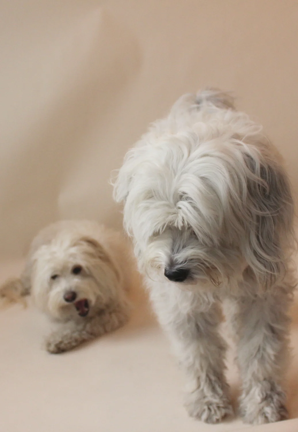 Isabelle and Belle at photoshoot.