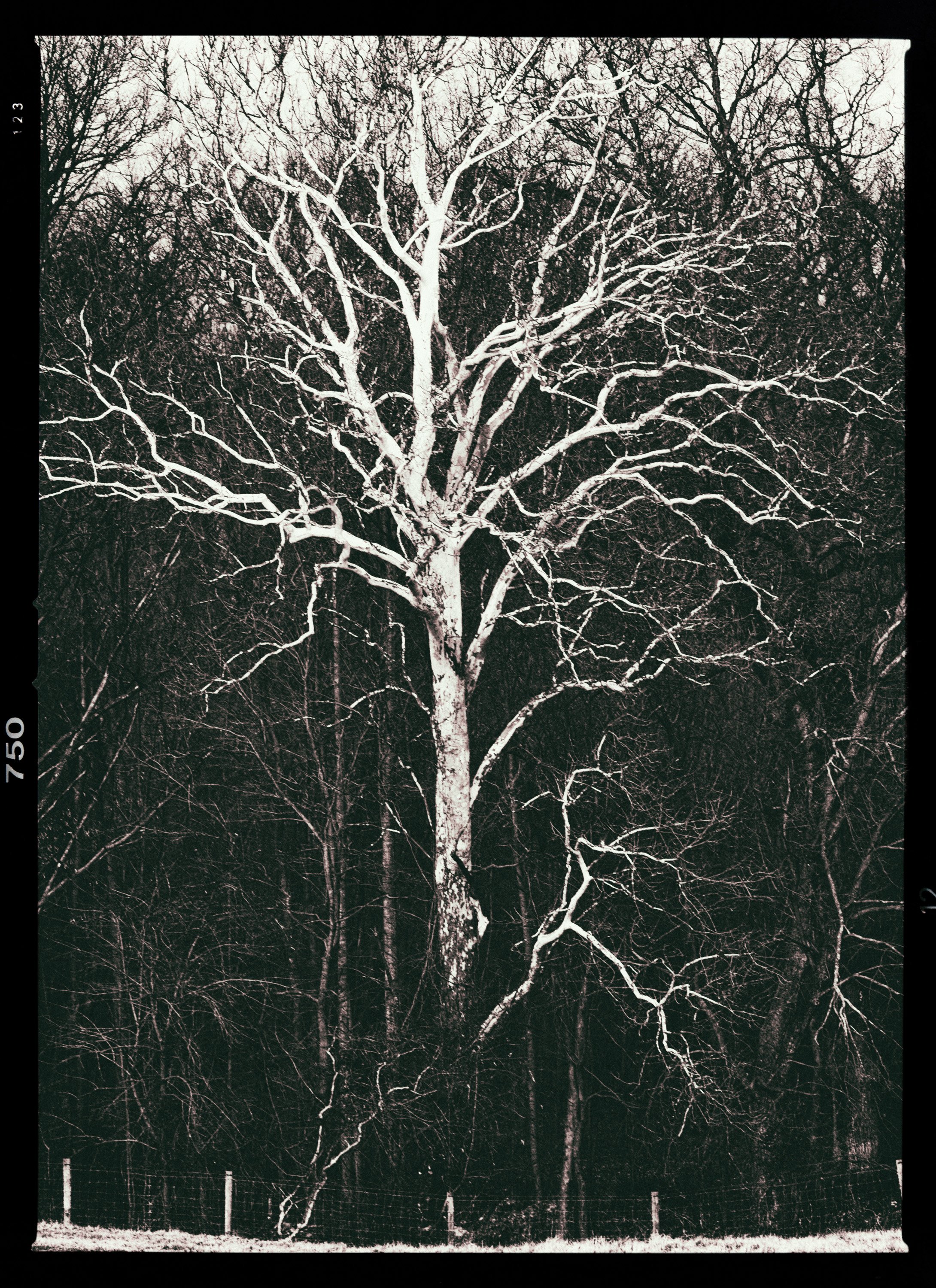 #03
Cunningham Falls Parks, Thurmont, Maryland, USA, 2009-01-25