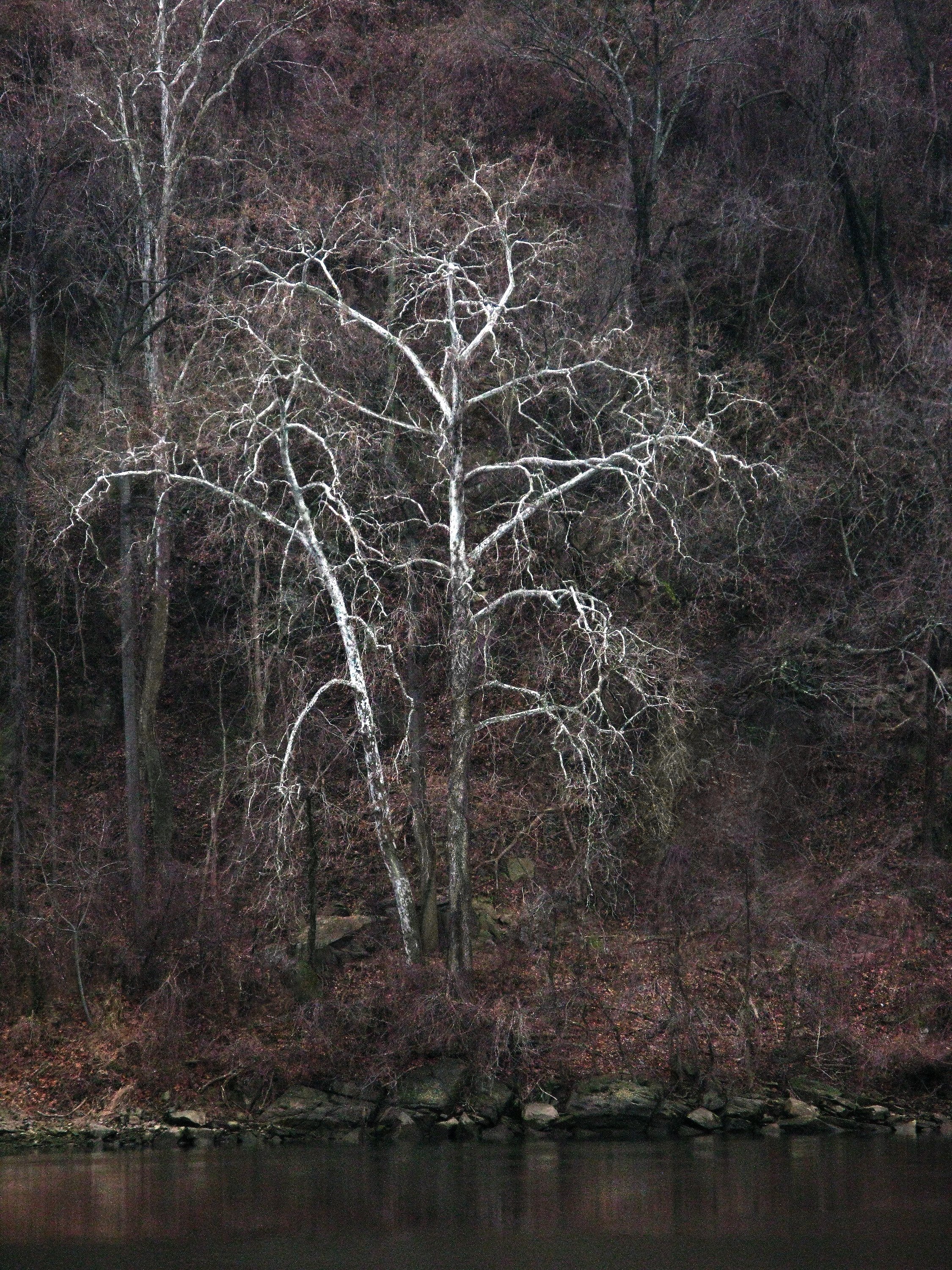 #10, C&O Canal National Historical Park, Washington, District of Columbia, USA,  2009-03-01