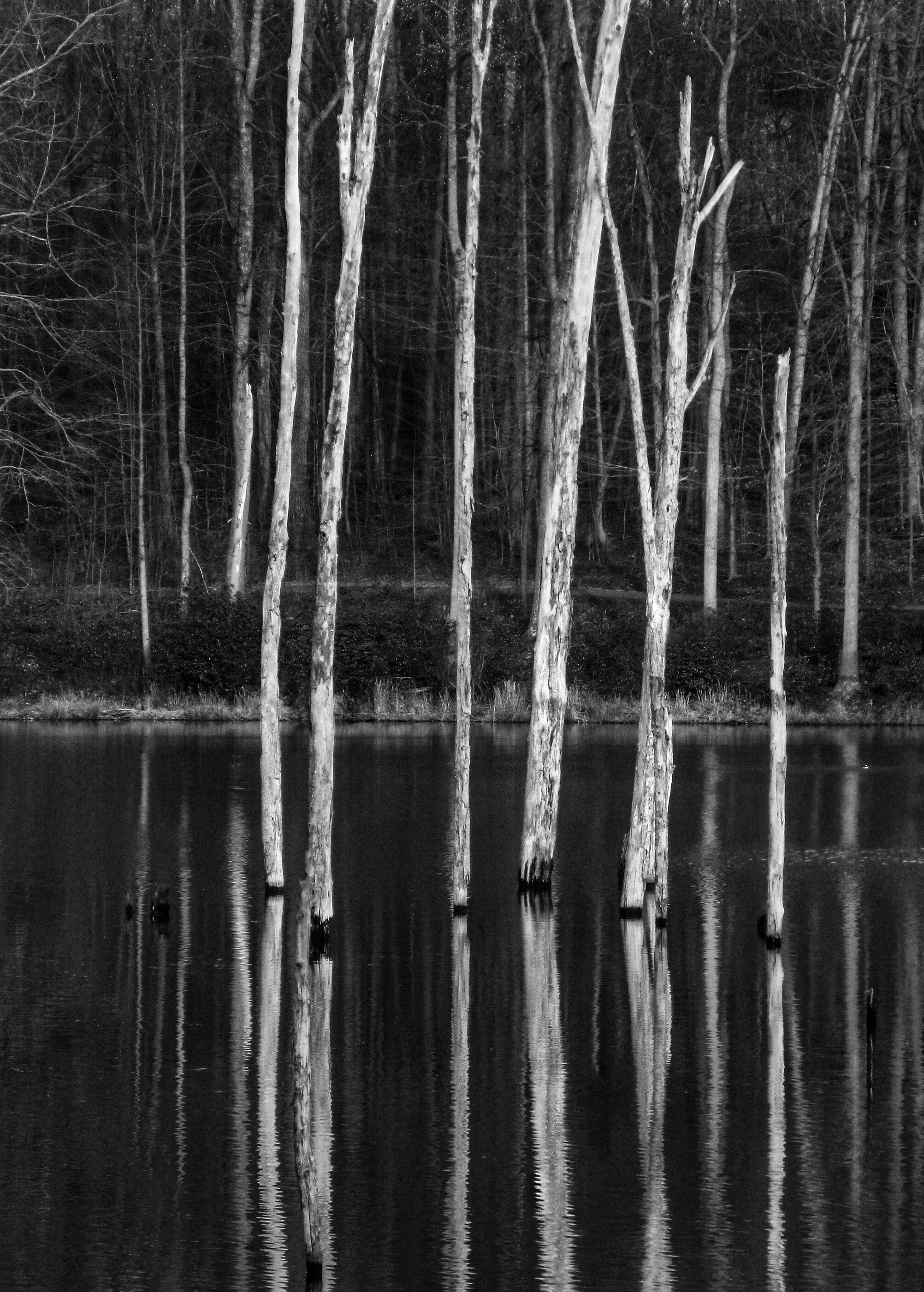 #3, Seneca Creek State Park, Gaithersburg, Maryland, USA
2009-02-15
