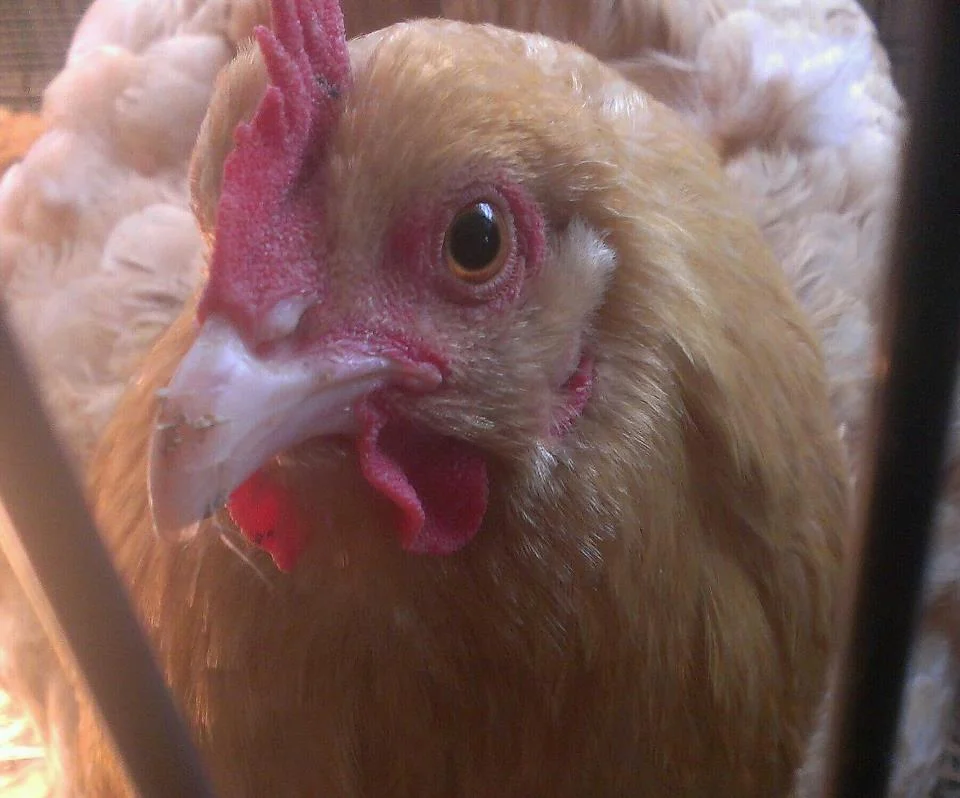 Henny Penny.jpg