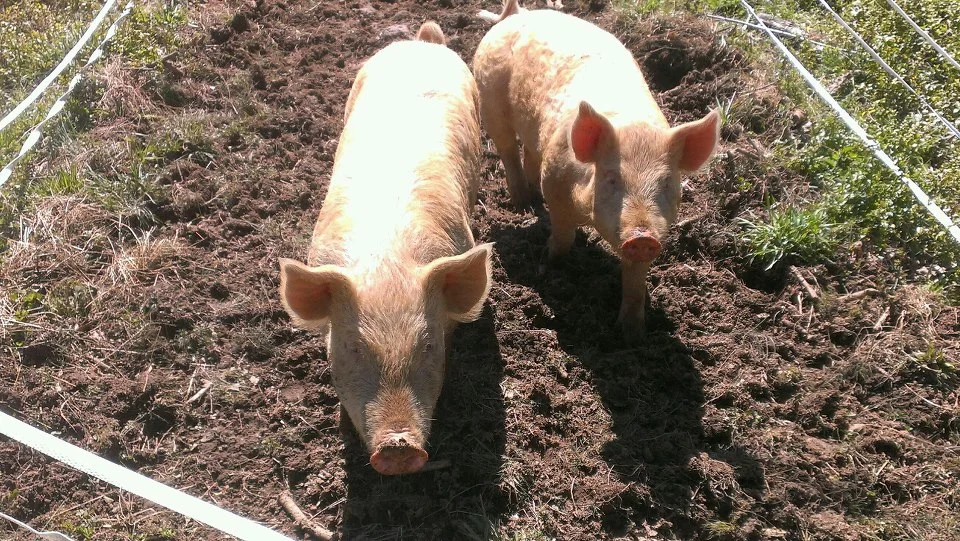 pigs.jpg