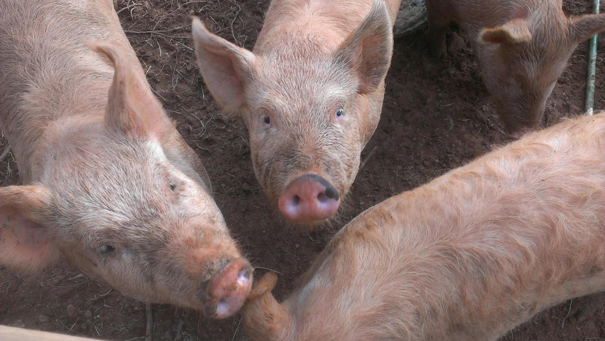 Ginormous pigs will grow!