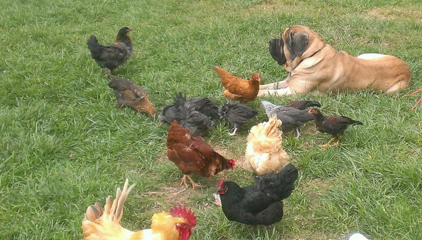 Chicks dig the dog