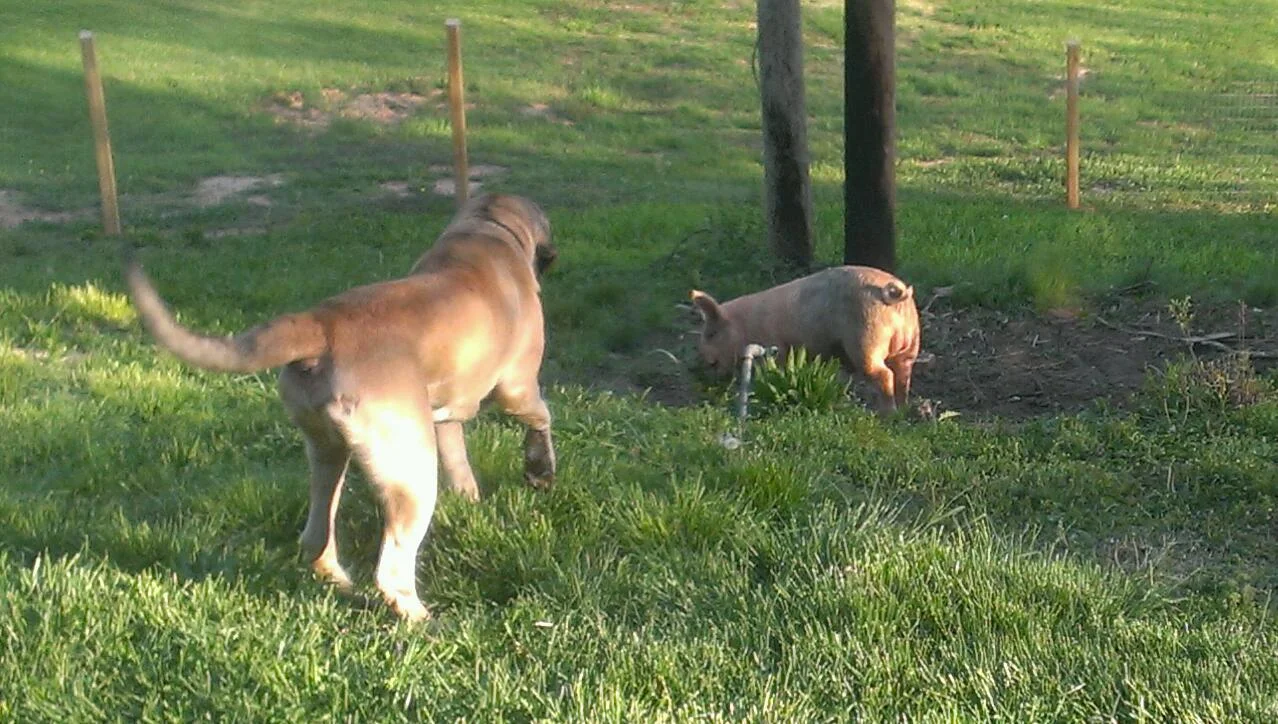 "That piggy's not supposed to be in the yard, is he?"