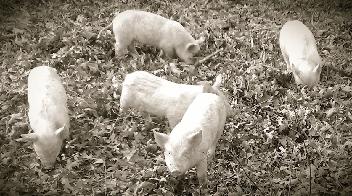 Getting used to their new home