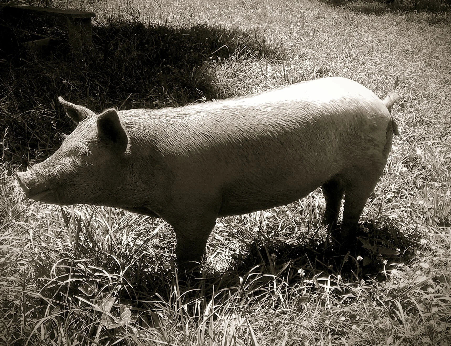 This little piggy goes to market