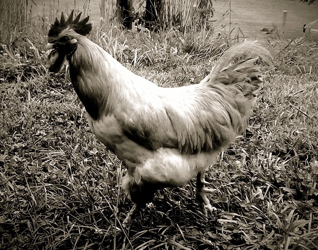 Resident chicken mascot