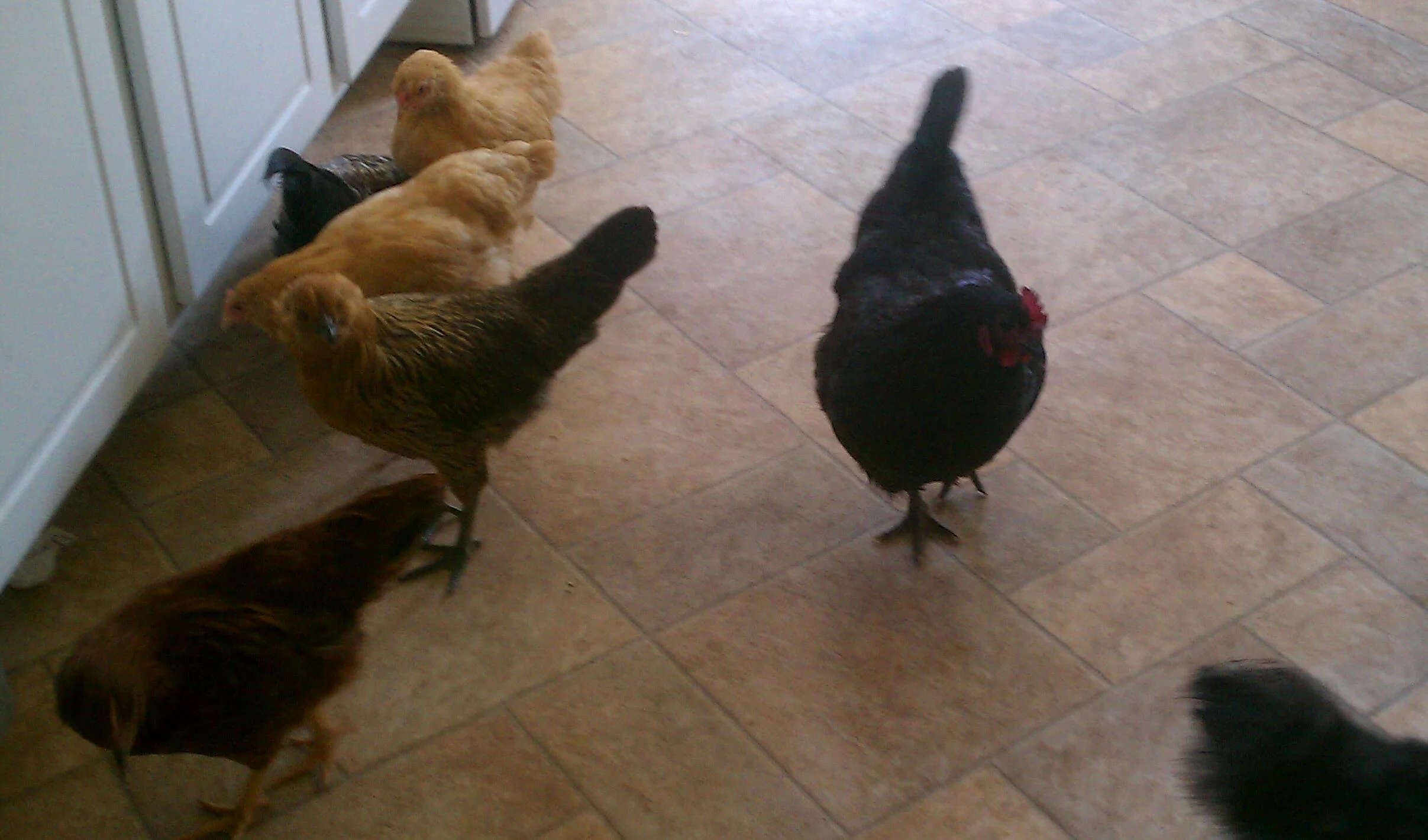 Free range chickens