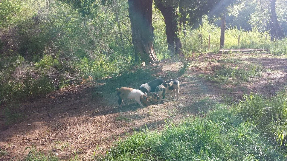 Piggies from Heaven