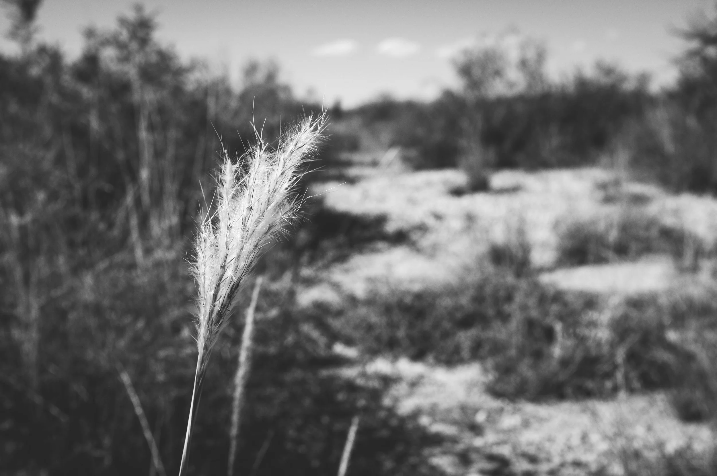 DSCF4351.jpg