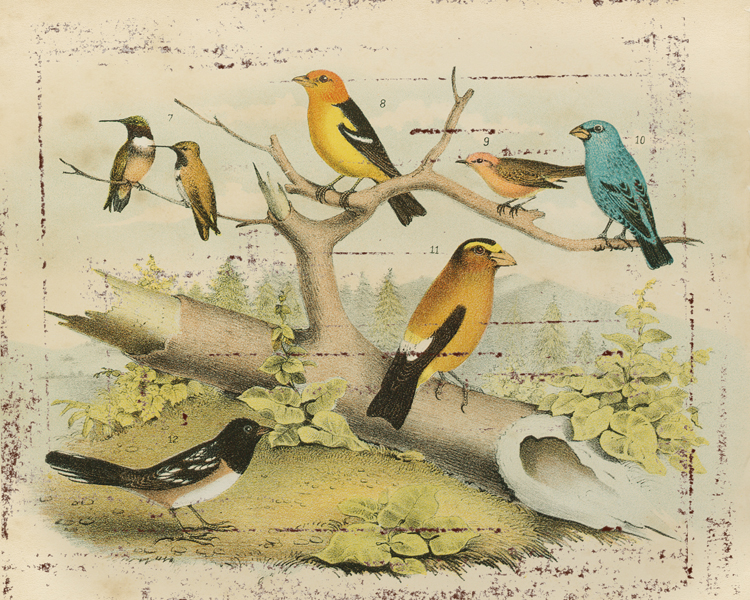 Gathered Birds.jpg