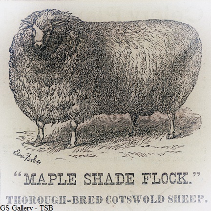 Maple Shade Flock GS GALLERY 042419 TSB.jpg