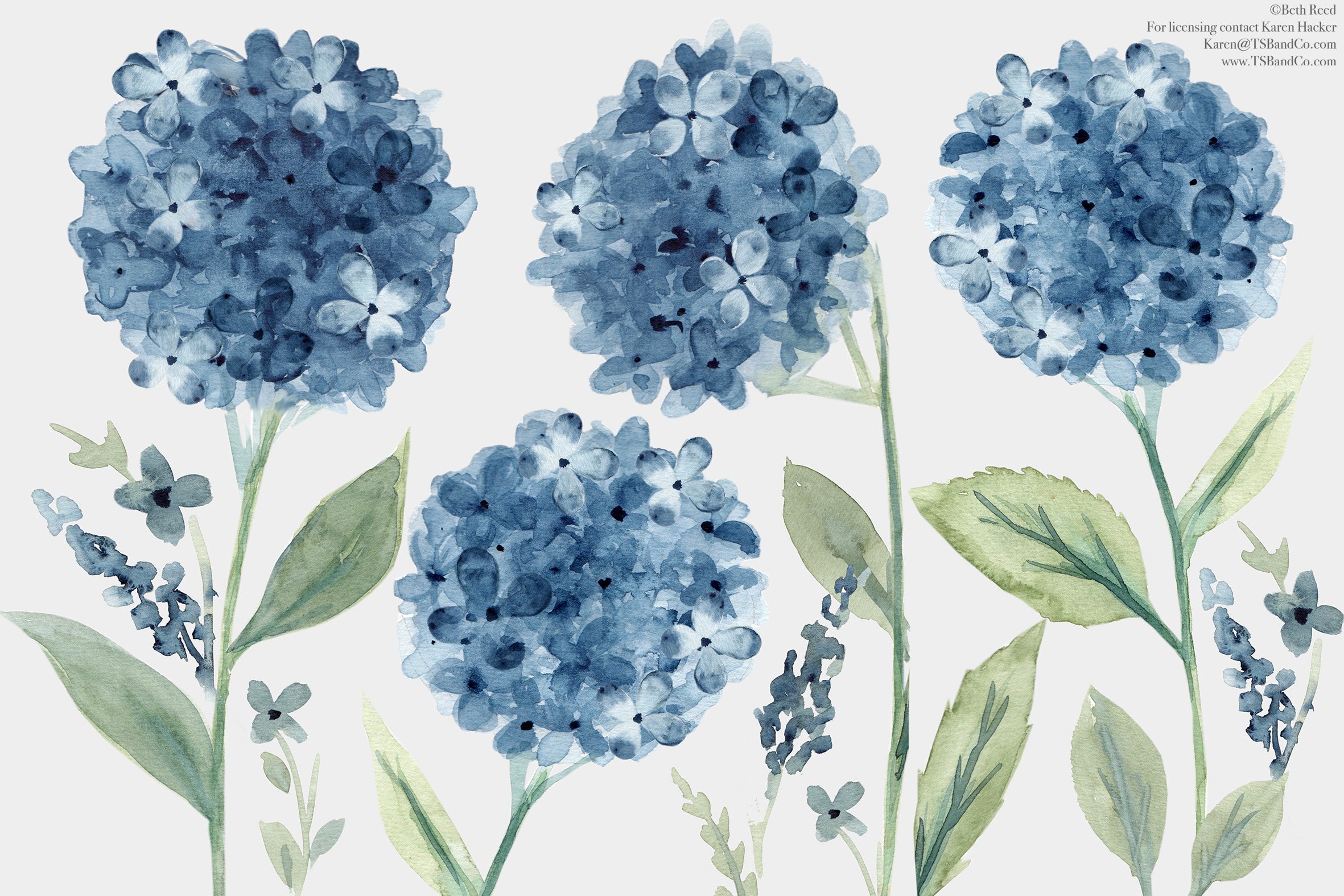 BRD TSB 003 BLUE HYDRANGEA1.jpg