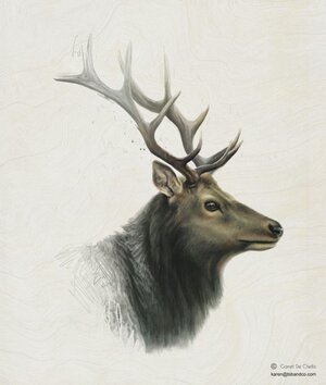 GD-TSB-ContemporaryDeer.jpg