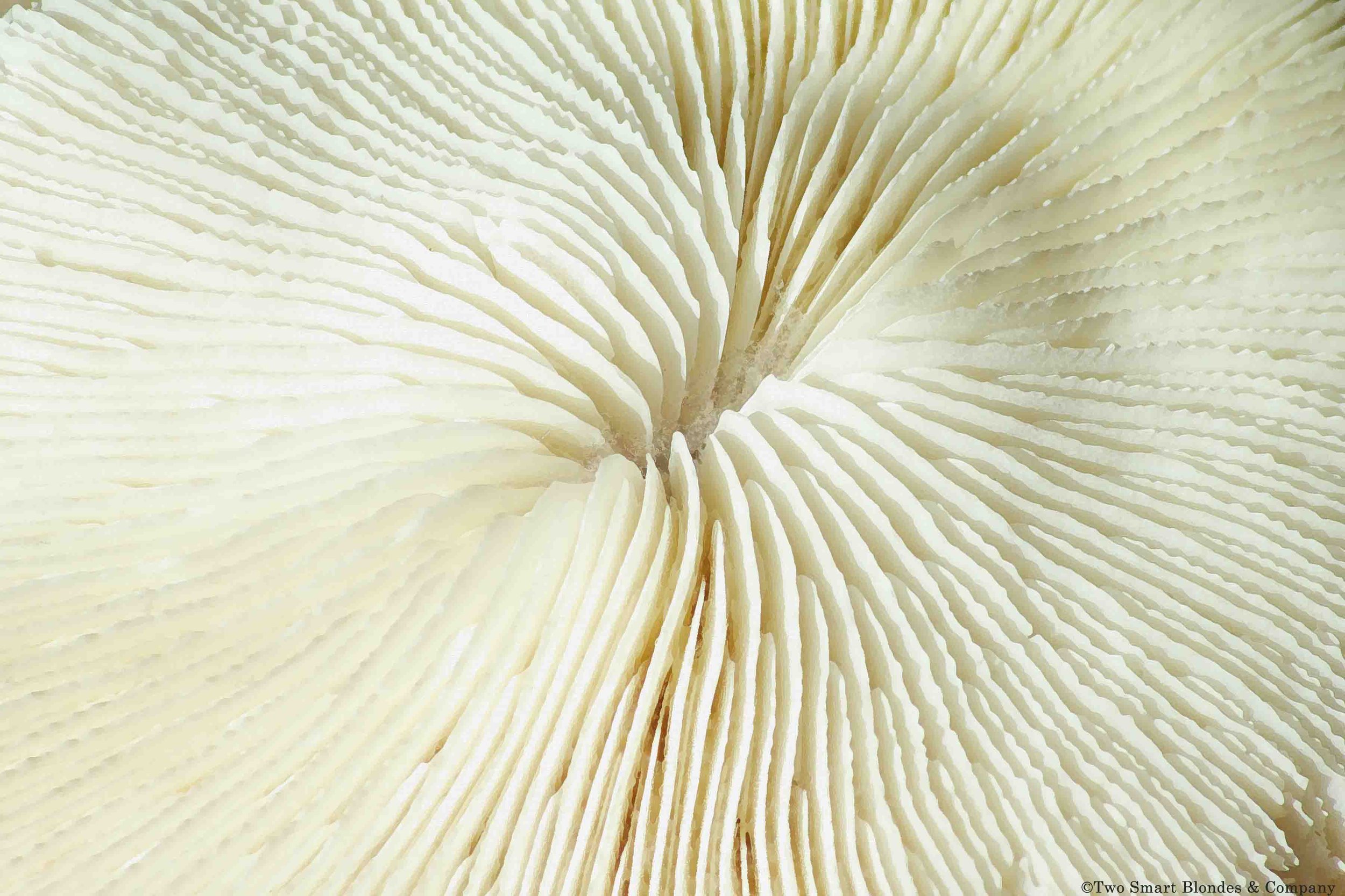 TSB Nature's Coral-2.jpg