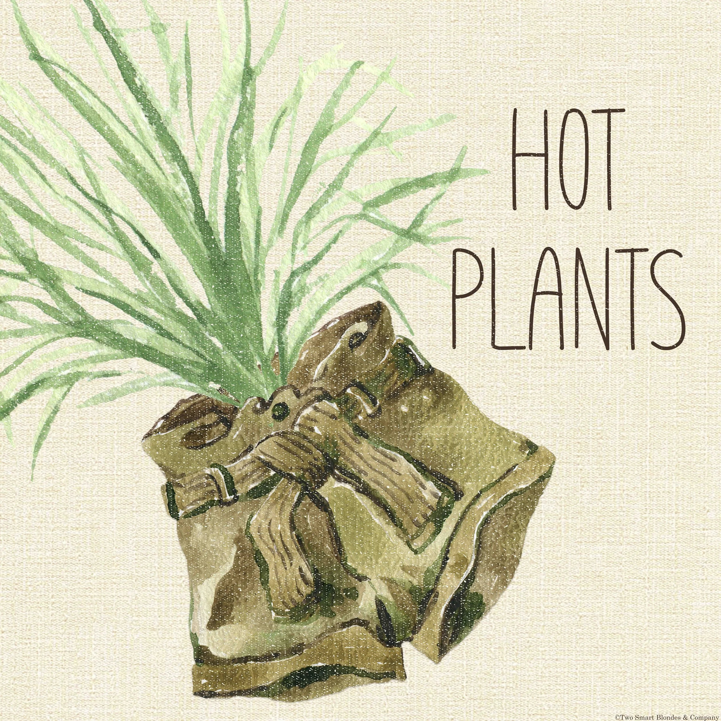 TSB Hort Couture 3.jpg